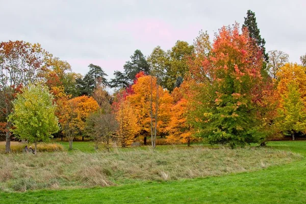 Parktaki sonbahar ağacı