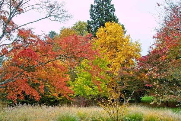 Autumn Tree Park — Stock Photo, Image