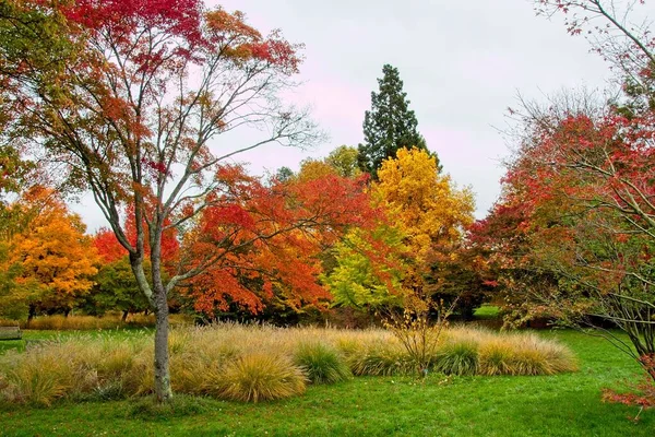 Autumn Tree Park — Stock Photo, Image