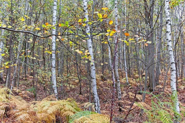 Podzimní Strom Parku — Stock fotografie