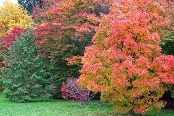 Autumn Tree Park — Stock Photo, Image