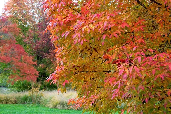 Autumn Tree Park — Stock Photo, Image