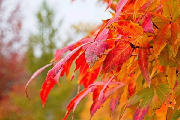 Árvore Outono Parque — Fotografia de Stock