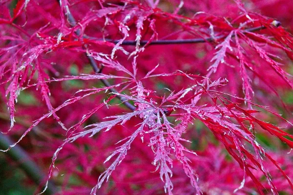 Autumn Tree Park — Stock Photo, Image