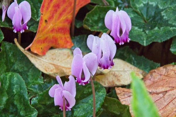 Lila Krokusblüten Frühling — Stockfoto