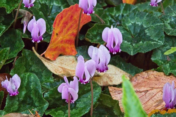 Purple Crocus Flowers Spring — Stock Photo, Image