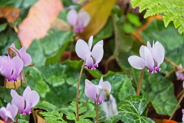 Purple Crocus Flowers Spring — Stock Photo, Image