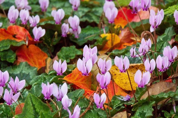 Fleurs Crocus Violet Printemps — Photo
