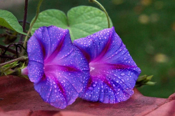 Gros Plan Fleur Violette — Photo