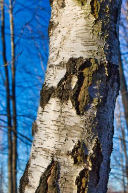 Sonbahar ormanı sabahları