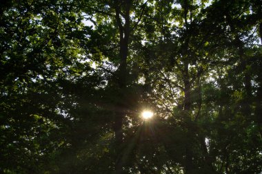 Sonbahar ormanı sabahları