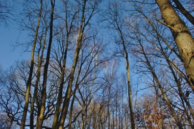 Sonbahar ormanı sabahları