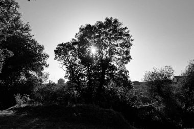 Sonbahar ormanı sabahları