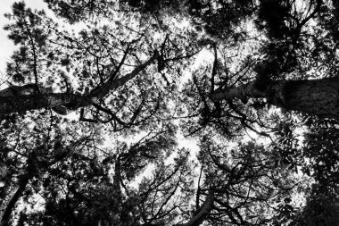 Sonbahar ormanı sabahları