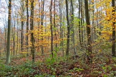 Sonbahar ormanı sabahları