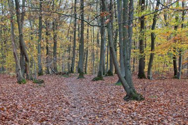 Sonbahar ormanı sabahları
