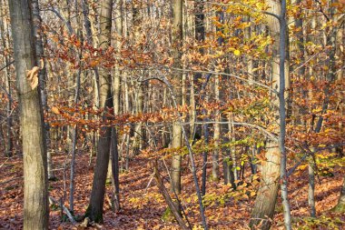 Sonbahar ormanı sabahları