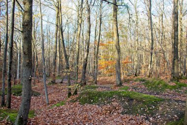 Sonbahar ormanı sabahları