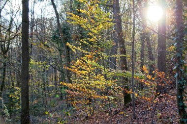 Sonbahar ormanı sabahları