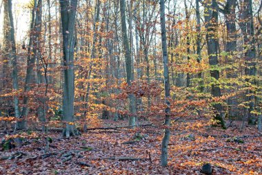 Sonbahar ormanı sabahları