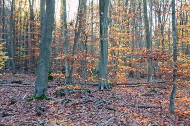 Sonbahar ormanı sabahları