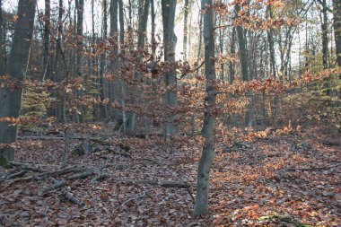 Sonbahar ormanı sabahları