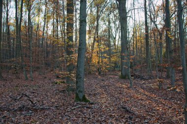 Sonbahar ormanı sabahları