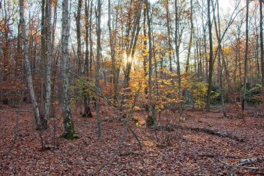 Sonbahar ormanı sabahları