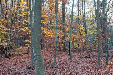Sonbahar ormanı sabahları