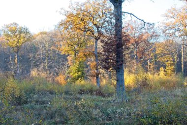 Sonbahar ormanı sabahları