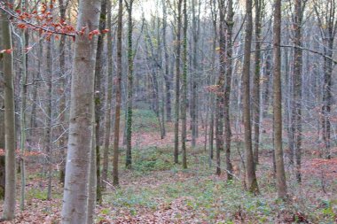 Sonbahar ormanı sabahları