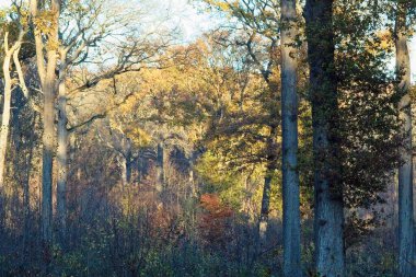 Sonbahar ormanı sabahları