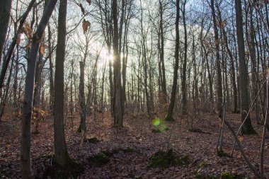 Sonbahar ormanı sabahları