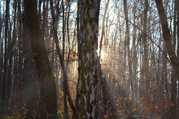 Foresta Autunnale Mattino — Foto Stock