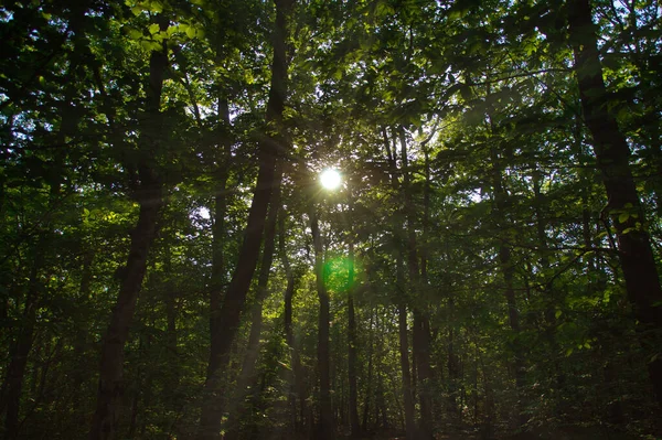 Осінній Ліс Вранці — стокове фото