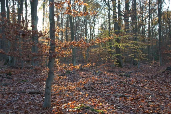 Herbstwald Morgen — Stockfoto