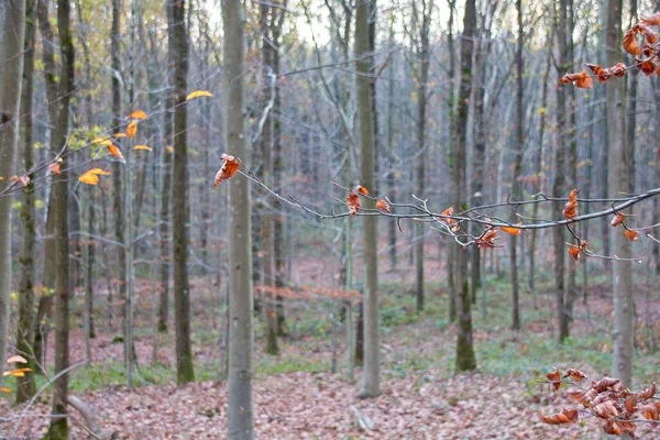 Sonbahar Ormanı Sabahları — Stok fotoğraf