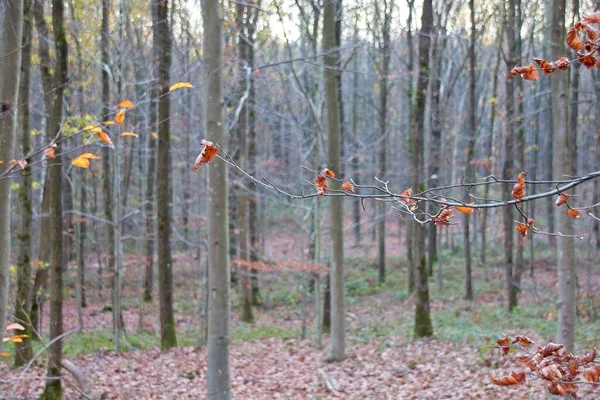 Foresta Autunnale Mattino — Foto Stock