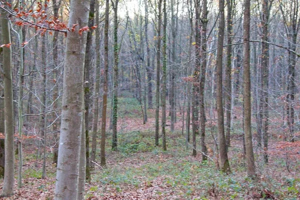 Sonbahar ormanı sabahları