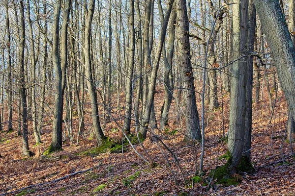 Sonbahar ormanı sabahları