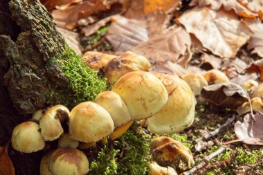 Ormanda boletus edulis mantarı