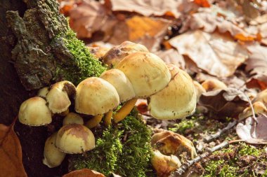 Ormanda boletus edulis mantarı