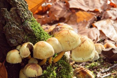 Ormanda boletus edulis mantarı