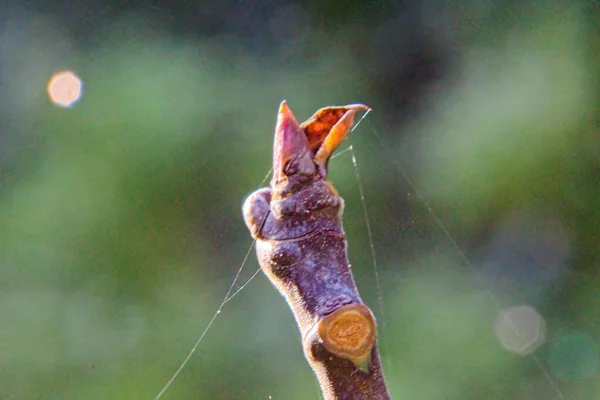 Perto Uma Flor — Fotografia de Stock