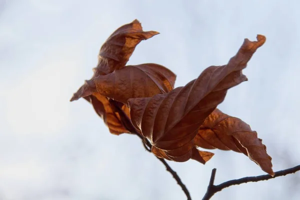 Hojas Otoño Árbol — Foto de Stock