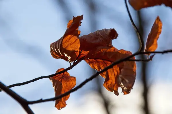 Hojas Otoño Árbol — Foto de Stock