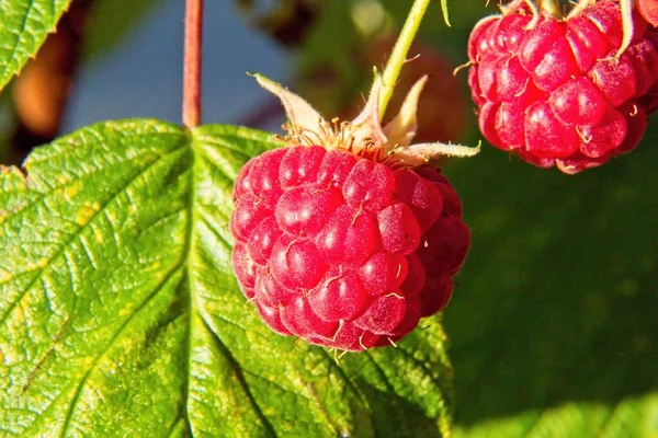 Frambuesa Roja Una Rama —  Fotos de Stock