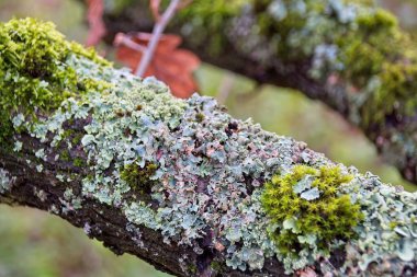 ağaç gövdesi üzerinde yeşil yosun