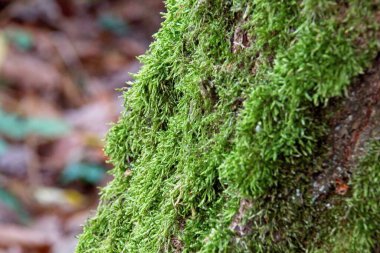ağaç gövdesi üzerinde yeşil yosun