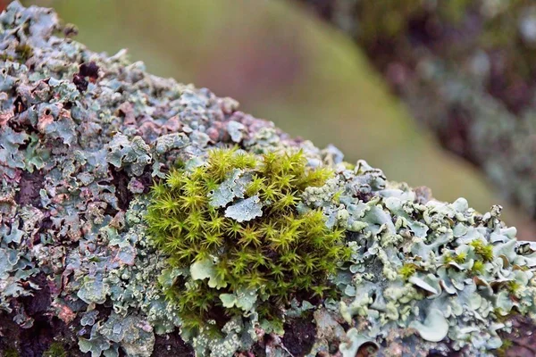 Musgo Verde Tronco Árvore — Fotografia de Stock